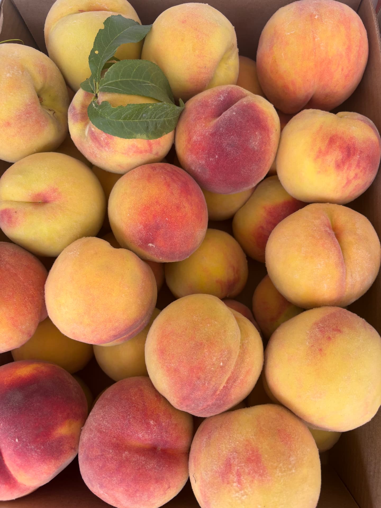 Box of freshly picked Okanagan peaches with a leaf on top