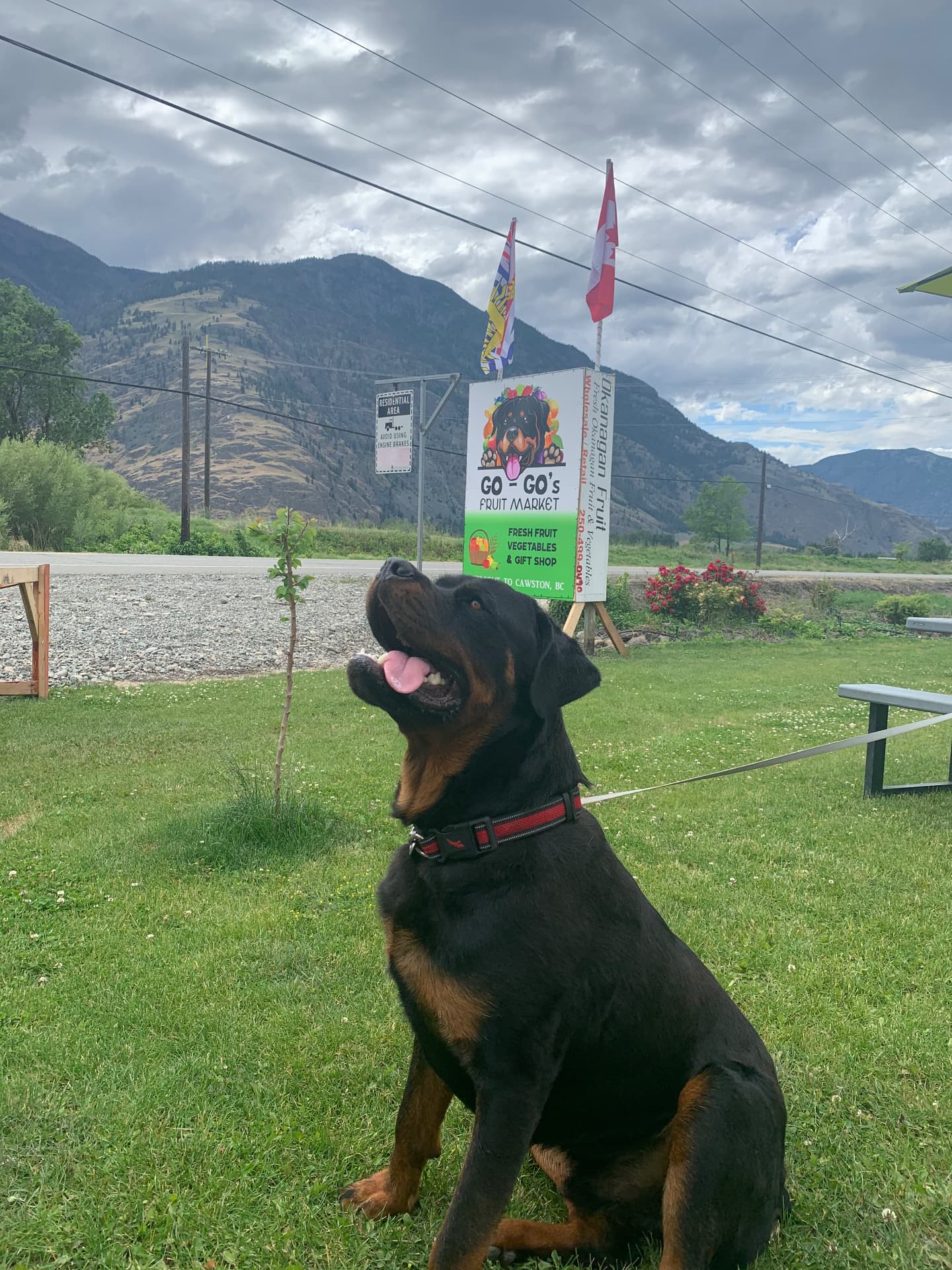 Go-Go's Fruit Market roadside sign with the shop dog in front of the mountains